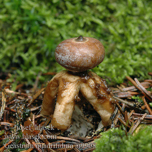 Geastrum quadrifidum ai9908