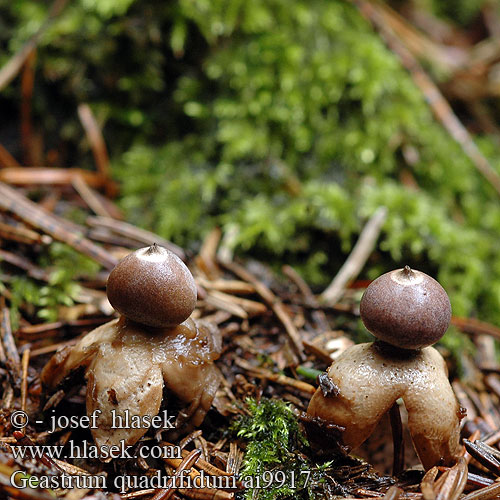 Geastrum quadrifidum Four-Footed Earthstar Kleiner Nesterdstern Nest-Erdstern Géastre quatre pieds branches Četverokraka zvezdica Vierslippige aardster Fyrflikig jordstjärna Firfliget stjernebold Звездовик четырехлопастной Hviezdovka štvorcípová Neulasmaatähti Hvězdovka smrková Gwiazdosz czteropromienny