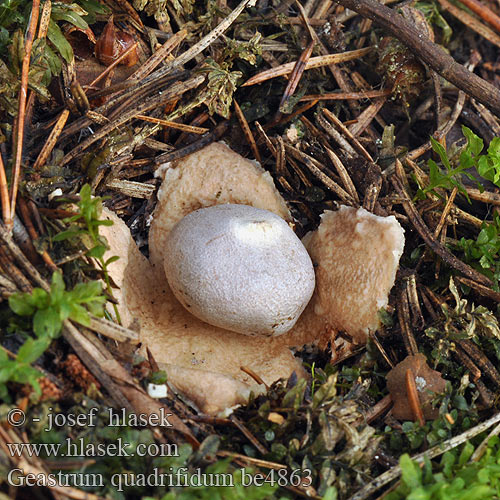 Geastrum quadrifidum be4863