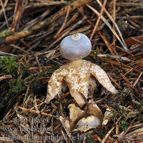 Geastrum quadrifidum be4865