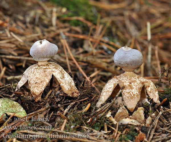 Geastrum quadrifidum be4868