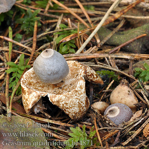 Geastrum quadrifidum be4871