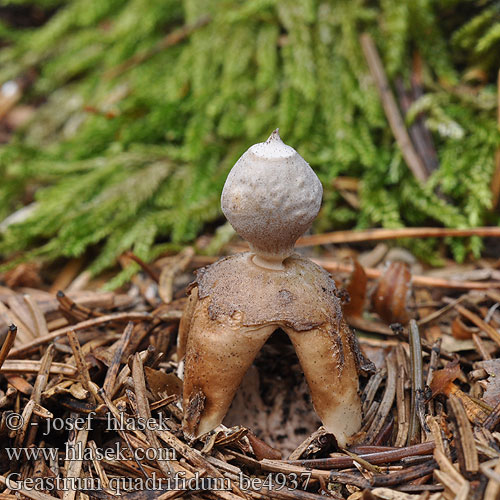 Neulasmaatähti Hvězdovka smrková Gwiazdosz czteropromienny Geastrum quadrifidum Four-Footed Earthstar Kleiner Nesterdstern Nest-Erdstern Géastre quatre pieds branches Četverokraka zvezdica Vierslippige aardster Fyrflikig jordstjärna Firfliget stjernebold Звездовик четырехлопастной Hviezdovka štvorcípová