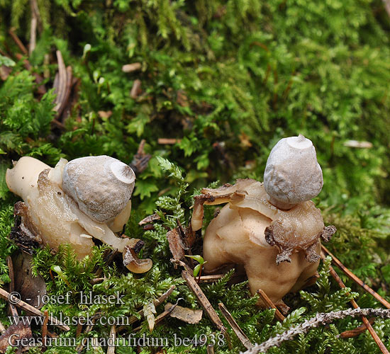 Geastrum quadrifidum Hvězdovka smrková Gwiazdosz czteropromienny Four-Footed Earthstar Kleiner Nesterdstern Nest-Erdstern Géastre quatre pieds branches Četverokraka zvezdica Vierslippige aardster Fyrflikig jordstjärna Firfliget stjernebold Звездовик четырехлопастной Hviezdovka štvorcípová Neulasmaatähti