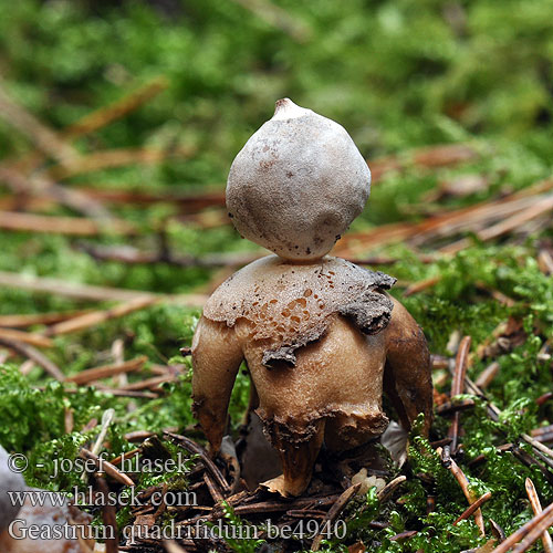 Geastrum quadrifidum be4940