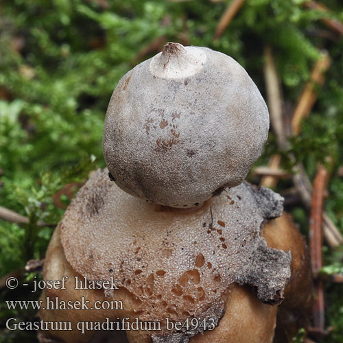 Gwiazdosz czteropromienny Four-Footed Earthstar Kleiner Nesterdstern Nest-Erdstern Géastre quatre pieds branches Četverokraka zvezdica Vierslippige aardster Fyrflikig jordstjärna Firfliget stjernebold Звездовик четырехлопастной Hviezdovka štvorcípová Neulasmaatähti Geastrum quadrifidum Hvězdovka smrková