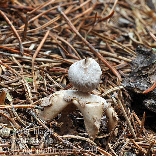 Four-Footed Earthstar Kleiner Nesterdstern Nest-Erdstern Géastre quatre pieds branches Četverokraka zvezdica Vierslippige aardster Fyrflikig jordstjärna Firfliget stjernebold Звездовик четырехлопастной Hviezdovka štvorcípová Neulasmaatähti Geastrum quadrifidum Hvězdovka smrková Gwiazdosz czteropromienny