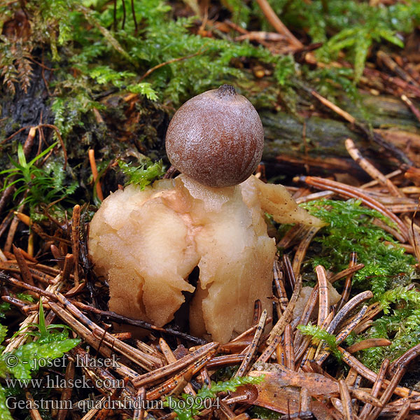 Geastrum_quadrifidum_bo9904