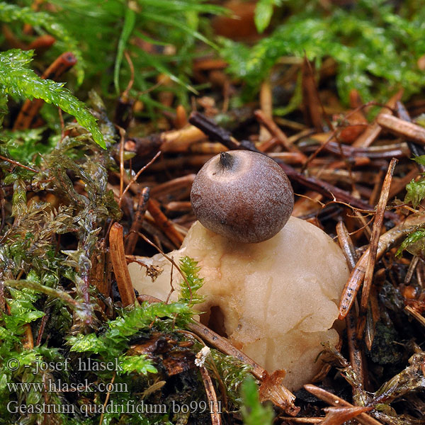 Geastrum_quadrifidum_bo9911