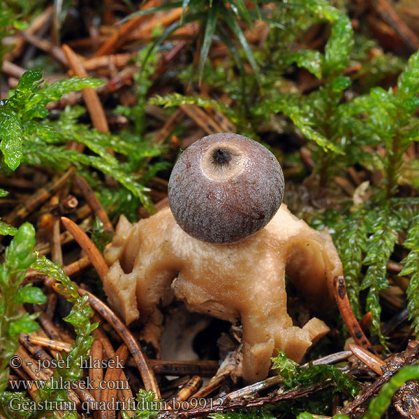 Geastrum_quadrifidum_bo9912