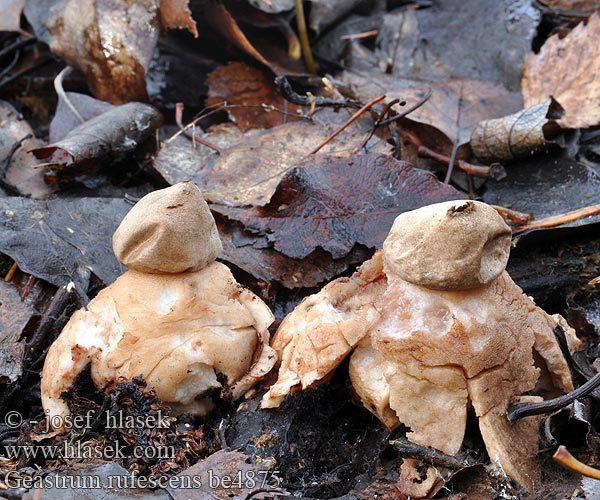 Geastrum rufescens Rötender Rotbrauner Erdstern