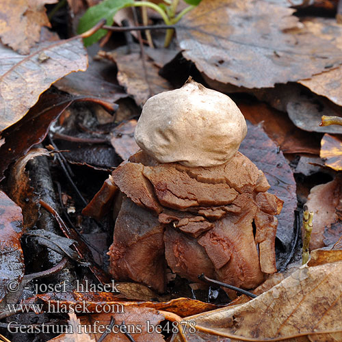 Geastrum rufescens be4878