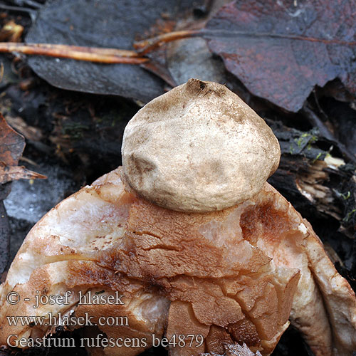 Geastrum rufescens be4879