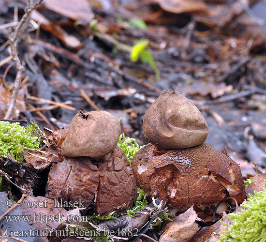 Geastrum rufescens be4882