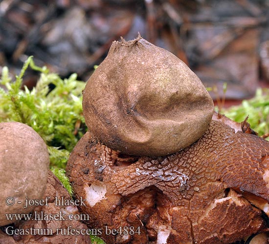 Geastrum rufescens be4884