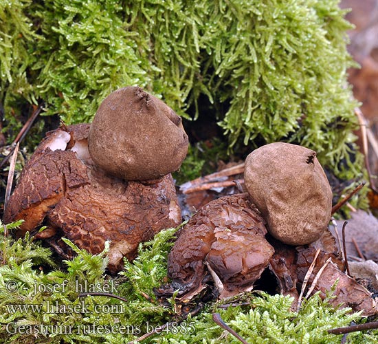 Земляная звезда рыжеватая Rödbrun jordstjärna Geastrum rufescens