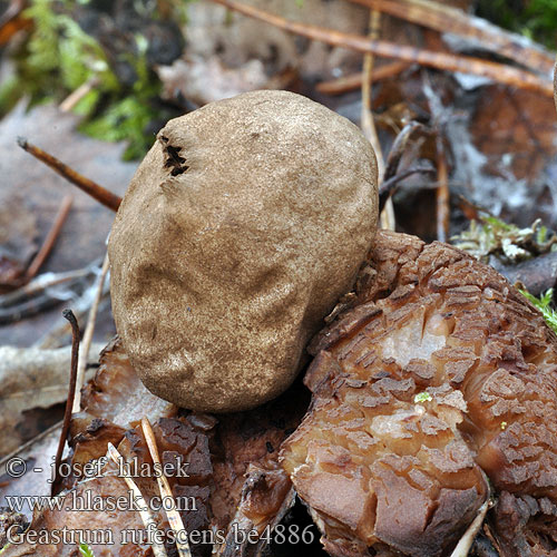 Geastrum rufescens be4886