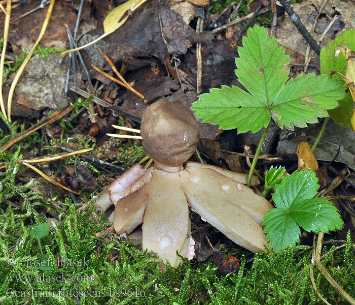 Geastrum rufescens Hvězdovka červenavá