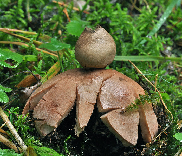 Geastrum rufescens Hviezdovka červenkastá