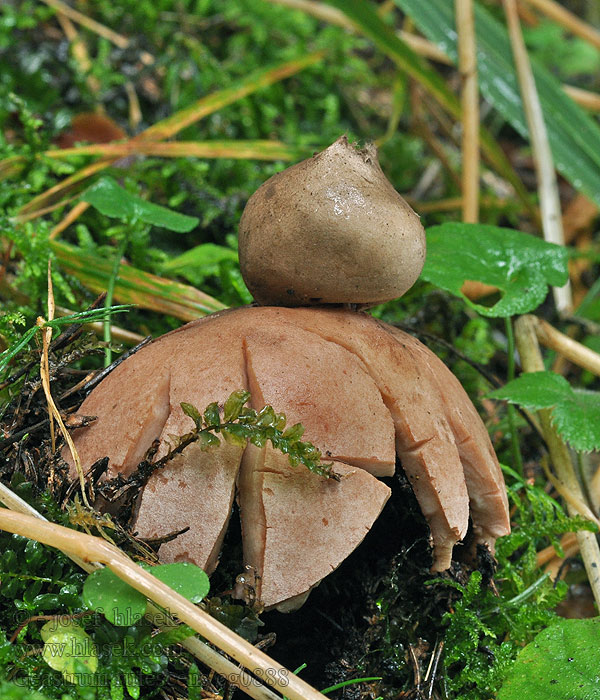 Geastrum rufescens Kødfarvet stjernebold