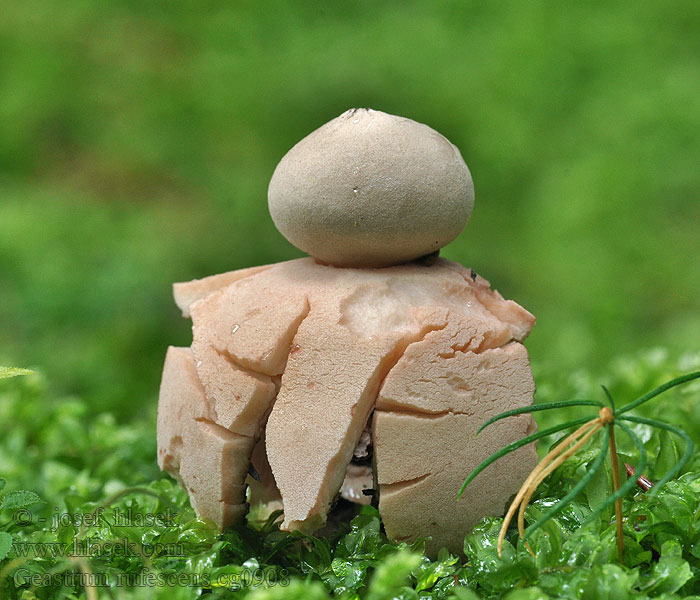 Geastrum rufescens Ruskomaatähti Géastre rougeâtre