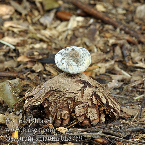 Geastrum striatum Kragen-Erdstern Striate Earthstar Hvězdovka límečková Krave-Stjernebold Géastre strié Baretaardster Galléros csillaggomba Gwiazdosz prążkowany Звездовик полосатый Hviezdovka golierikovitá Brazdasta zvezdica