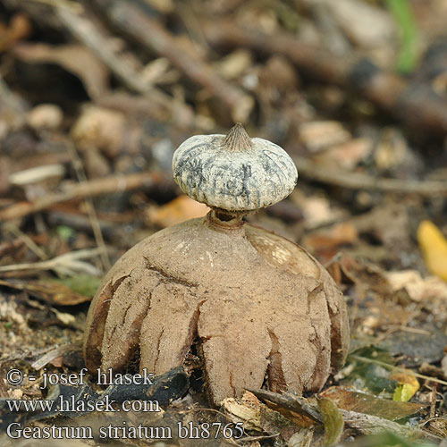 Geastrum striatum bh8765