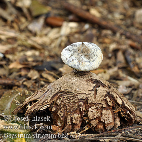 Baretaardster Galléros csillaggomba Gwiazdosz prążkowany Звездовик полосатый Hviezdovka golierikovitá Brazdasta zvezdica Geastrum striatum Kragen-Erdstern Striate Earthstar Hvězdovka límečková Krave-Stjernebold Géastre strié