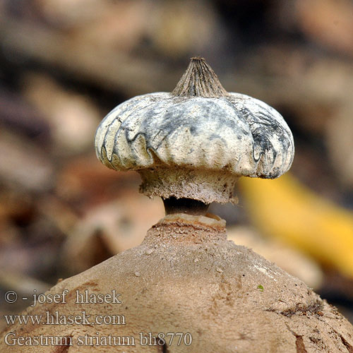 Звездовик полосатый Hviezdovka golierikovitá Brazdasta zvezdica Geastrum striatum Kragen-Erdstern Striate Earthstar Hvězdovka límečková Krave-Stjernebold Géastre strié Baretaardster Galléros csillaggomba Gwiazdosz prążkowany