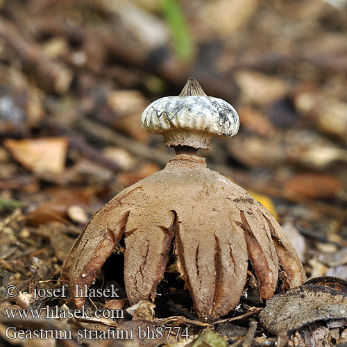 Brazdasta zvezdica Geastrum striatum Kragen-Erdstern Striate Earthstar Hvězdovka límečková Krave-Stjernebold Géastre strié Baretaardster Galléros csillaggomba Gwiazdosz prążkowany Звездовик полосатый Hviezdovka golierikovitá