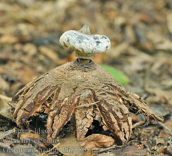 Geastrum striatum bh8780