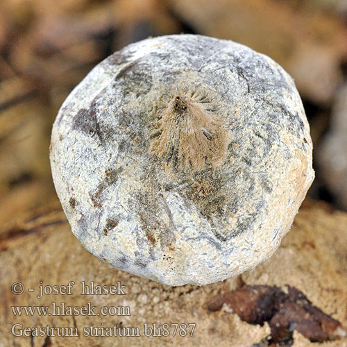 Geastrum striatum bh8787