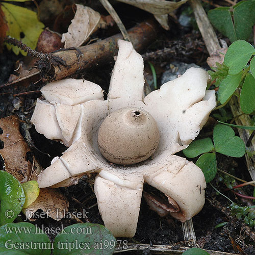 Geastrum triplex ai9978