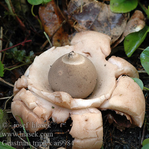 Geastrum triplex Collared Earthstar 供应尖顶地星提取物