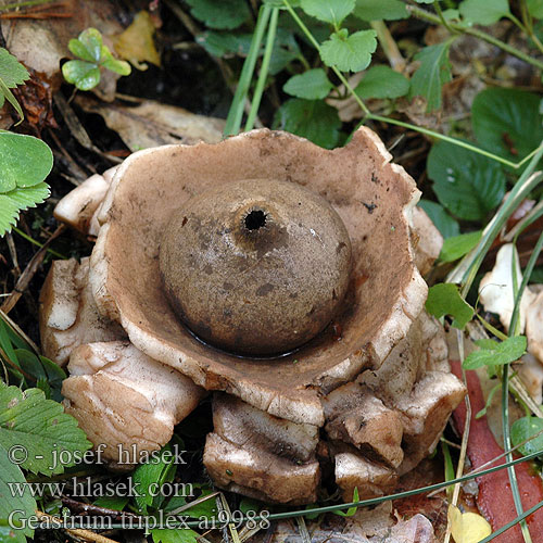 Geastrum triplex Géastre trois enveloppes Gekraagde aardster