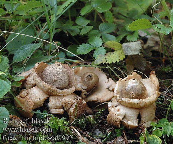 Geastrum triplex エリマキツチグリ Hármas csillaggomba