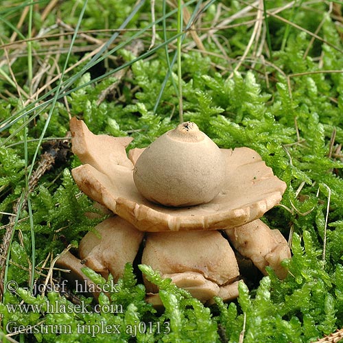 Geastrum triplex Hviezdovka trojitá Kragjordstjärna