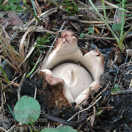 Geastrum triplex aj1278