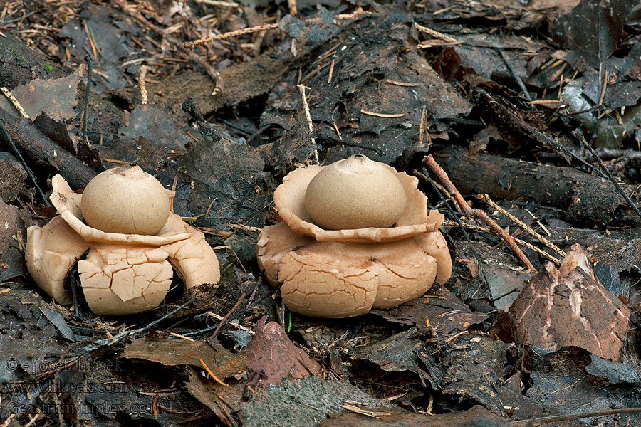 Hvězdovka trojitá Geastrum triplex