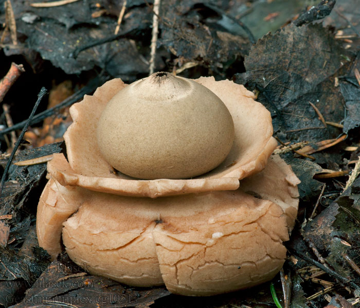 Gwiazdosz potrójny Geastrum triplex