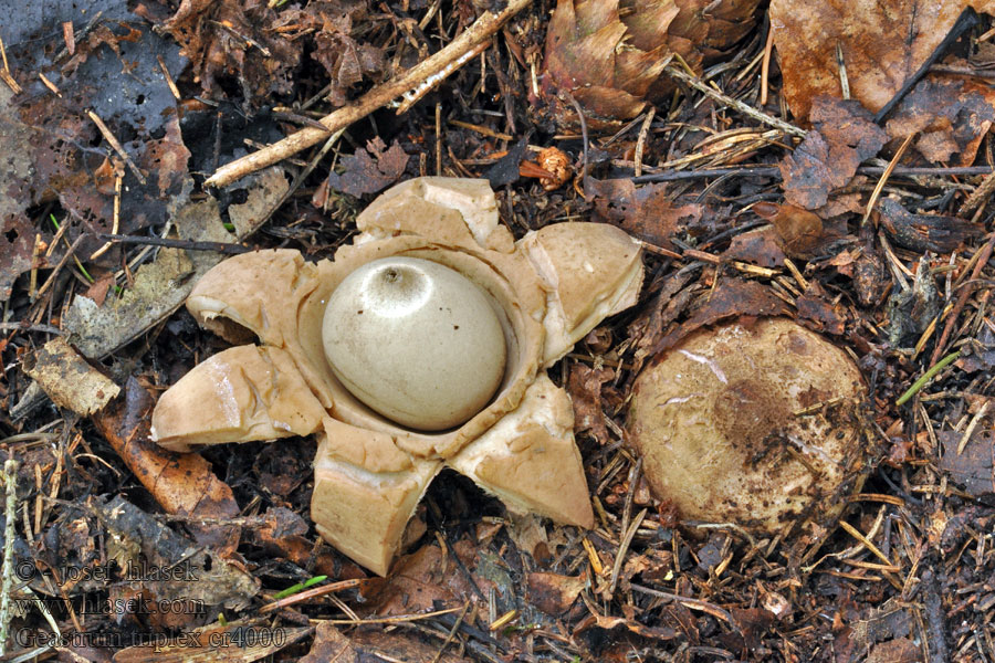 Geastrum triplex