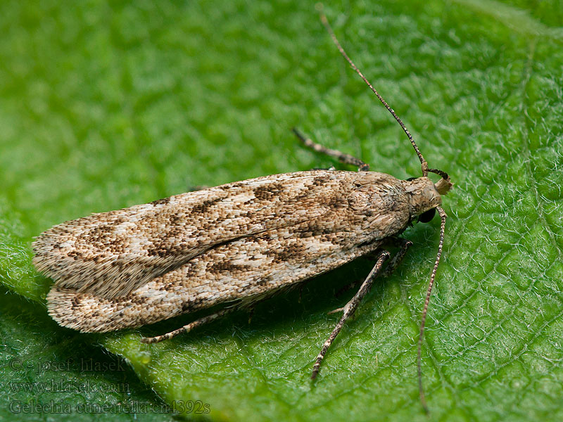 Gelechia cuneatella Long-winged Groundling Psota klínoškvrnná