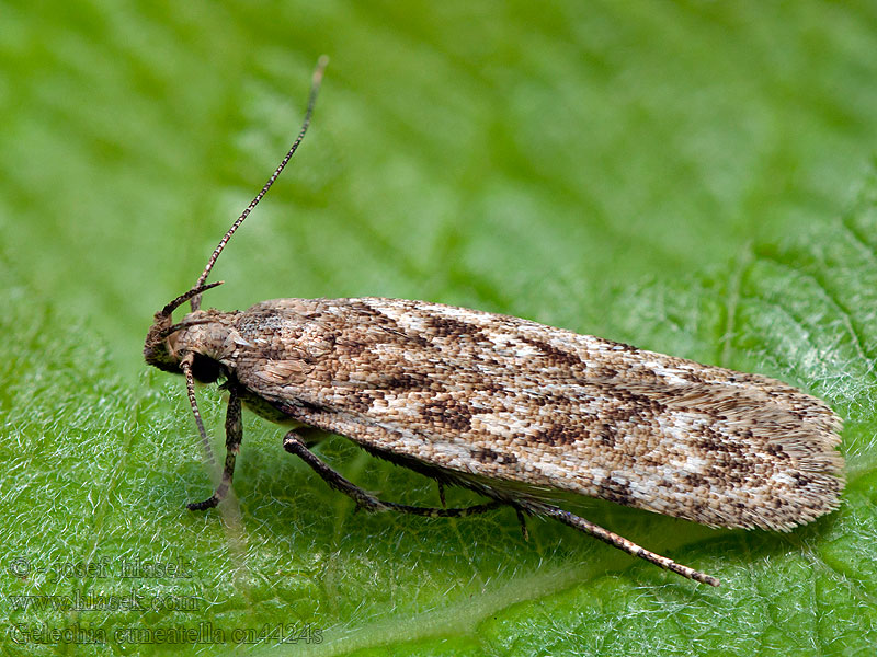 Long-winged Groundling Psota klínoškvrnná Gelechia cuneatella