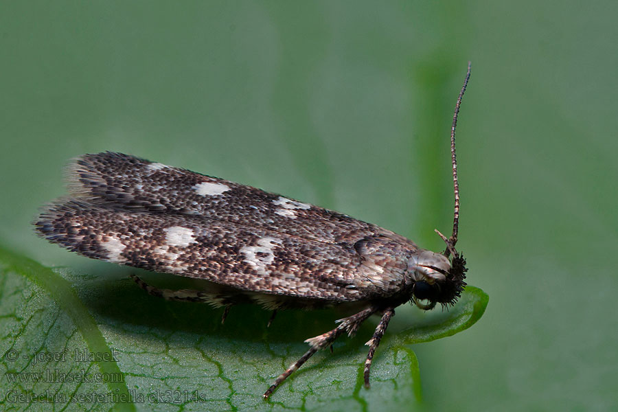 Gelechia sestertiella Psota kruhoškvrnná