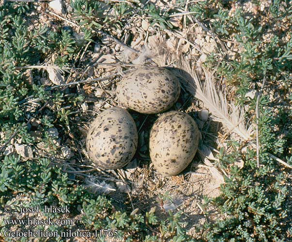birds eggs nests Gelochelidon nilotica Gull-billed Tern