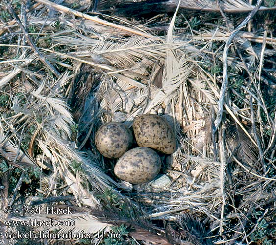 birds eggs nest Lachseeschwalbe Sterne hansel Pagaza Piconegra