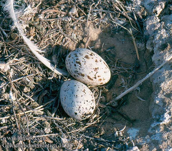 Gelochelidon nilotica 11767