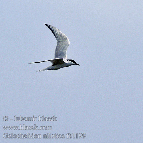 Gülen sumru Γελογλάρονο Gelochelidon nilotica Gull-billed Tern