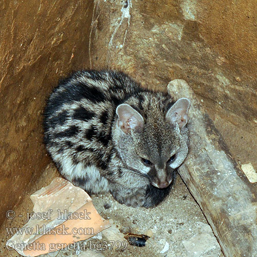 Genetta genetta Common Genet Ginsterkatzen Kleinfleck-Ginsterkatze Ženetka tečkovaná Gineta jineta gato almizclero Közönséges petymeg Обыкновенная генета Цивета Genetit Vanlig genett Genetter Genette commune Żeneta zwyczajna europejska 埃塞俄比亚獛 小斑獛 Europese genetkat ヨーロッパジェネット Pjegava genetka Genetta comune Ženetka škvrnitá Kleinkolmuskejaatkat Genoto Katajineta Genetti Xeneta גחן מצוי Paprastoji geneta Котешка генета дива котка Kazh-banal Geneta comuna Jineto გენეტა