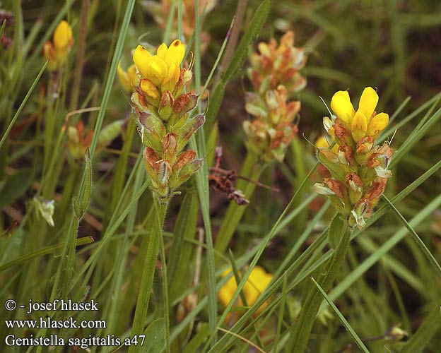 Genistella sagittalis Arrow broom Vingevisse Varpuväriherne